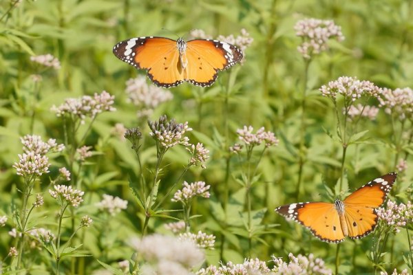 华盛通 与10多种蝴蝶合影！南沙明珠湾有片“蝶趣园”